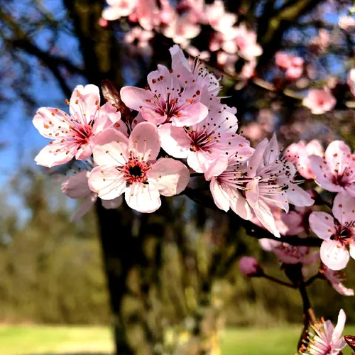 این شکوفه های زیبا تقدیم به دوستان ویسگون
