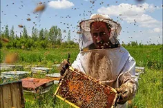 داشتن کلنی‌های باکیفیت خوب یکی از رموزموفقیت زنبورداران ا