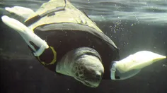  لاکپشت با دست و پای مصنوعی