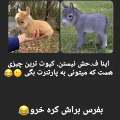 کره بز و کره خر که فحش نیستن🥺