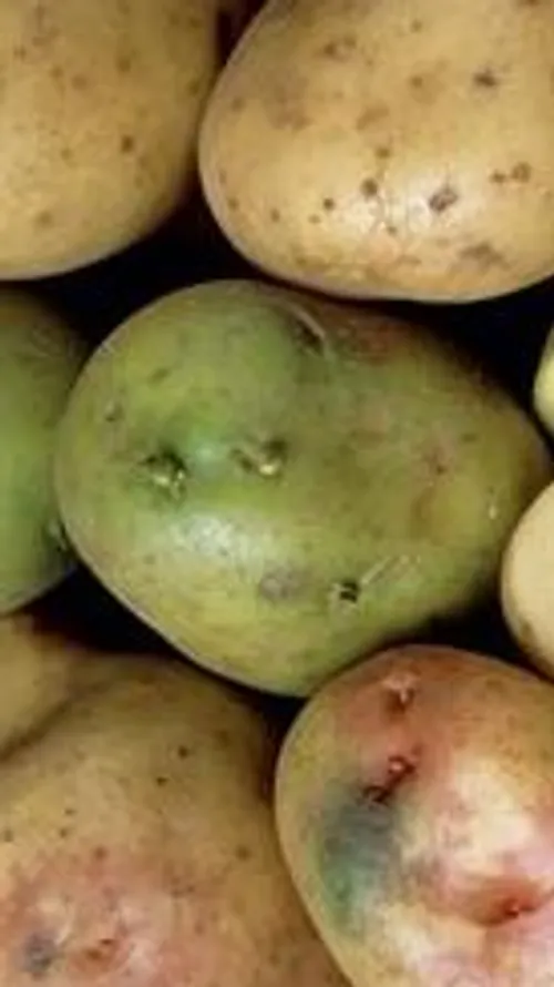 سیب زمینی هایی که بخشی از آن ها به رنگ سبز درآمده محتوی ن