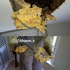 یک خانواده در لیسترشایر انگلیس با چکه کردن «عسل» از سقف ح