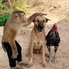 اگه زیاد مهربون و بی آزار باشی ,میمون صفتانی پیدا میشن ک 