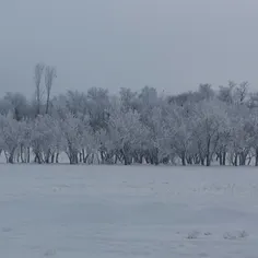 یخ بستن درختان از شدت سرما