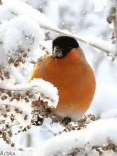 در این اولین روز زمستانی دعا میکنم❄ ️