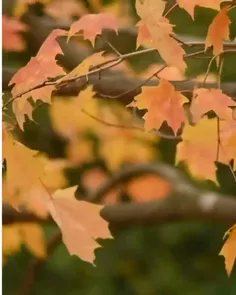 وزش باد در فصل پاییز و تکان خوردن برگ های زرد درختان  از دیدنش لذت ببرید 🍁🍁🍁🍁
