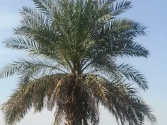 عشق اینجور درختام