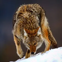 سلام. صبح همگی بخیر و شادی......