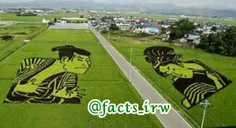 #خلق#اثر_هنری در مزرعه برنج در#چین!!😳 👌