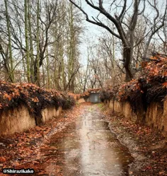 کوچه باغی های چمران شیراز