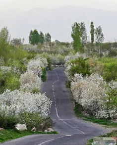 گاهی انتهای جاده ناپیداست ، اما آنقدر می دانم که در انتها