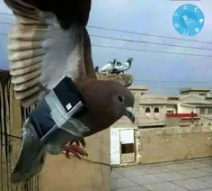 کبوترهای سیکار بر داعش