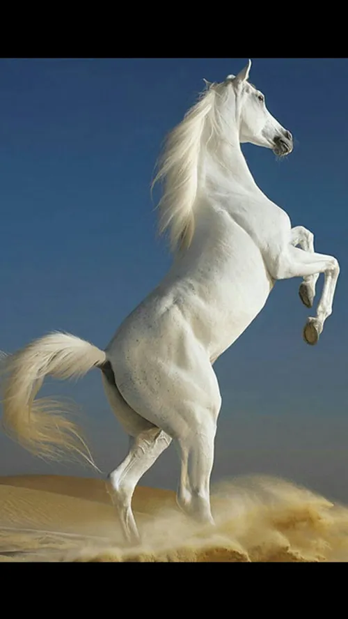 اسب سفیدددخترا البته بدونه سوارکار