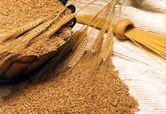 گندم بیش از همه منیزیم دارد وکمبود آن در بروز سرطان مؤثرا