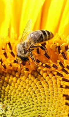 #زنبور-عسل