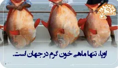 همگی من اوپااا رو پیدا کردم😂 😂 😂 😂 😂 😂 😂 😂 😂 😂 😂 😂 😂 😂 😂 