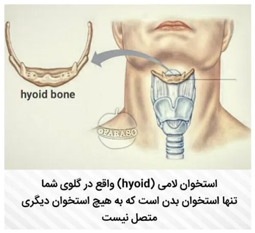جالبه بدانید استخوان لامی(hyoid)واقع در گلوی شما تنها است