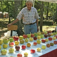 ۷۵۰۰ نوع سیب در جهان ! این مهندس ۷۹ ساله بازنشسته "تام بر