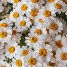 سفید چی 