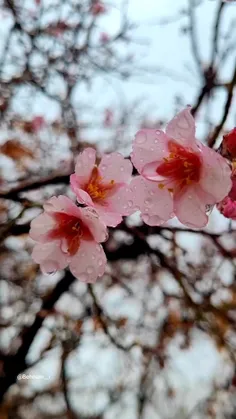 🌸🌧 صدای باران