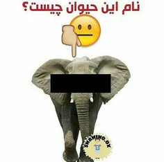 هرسال نزدیک خونه تکونی بابام یهو متواری میشه o__O