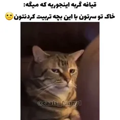 #گربه