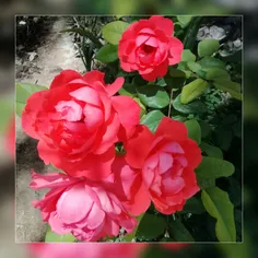 🌹 چون شمارو دارم همه دارم دگرم هیچ نباید😍 ❤