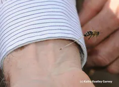تصویری زیبا از لحظه نیش زدن یک زنبور عسل.