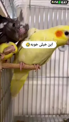 مثل شمسی خانم دارن دعوای همسایه رو گوش میدن 🤣🤪