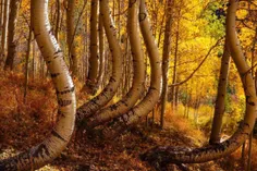 درختان خمیده جنگلی در طبیعت زیبای پاییزی