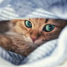 cat in the blanket