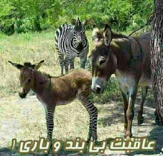 ***..... بدون......شرح.....***