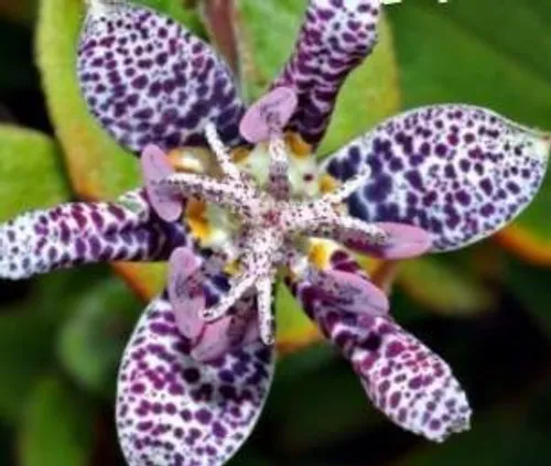 این گل در ژاپن رشد میکند و بیشتر شبیه ستاره دریایی است