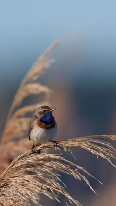 گلو آبی (Bluethroat) یک پرنده شاخه‌نشین کوچک و یک مگس‌گیر