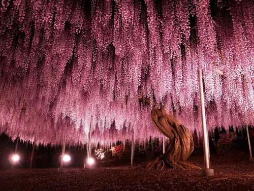 این درخت گل 144ساله بزرگترین درخت گل دراین نوع در ژاپن اس