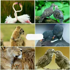 ابراز عشق و محبت بین حیوانات یک عمل طبیعی ست، تصاویری زیب