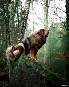 سگ قفقازی