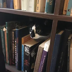 گربه و کتاب وقتی باهم ترکیب شن:))))))🥺🥲☁️🍂