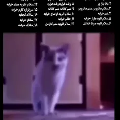 این گربه چه می گوید؟
