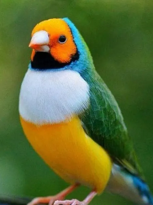 حیوانات پرنده زیبا تصویر پس زمینه ،