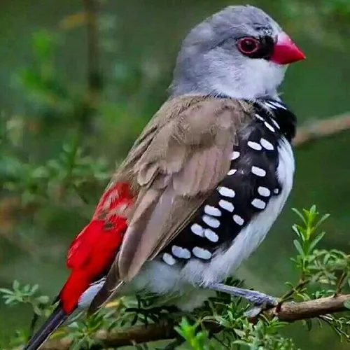 حیوانات پرنده زیبا ،