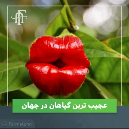 گل های عجیب