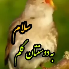 سلام به دوستان گلم