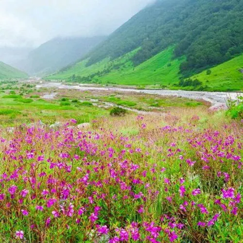 تصاویری زیبا از گل های بهاری جهان 😍🌺