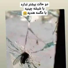 مگس هندی دیده بودید 🤣