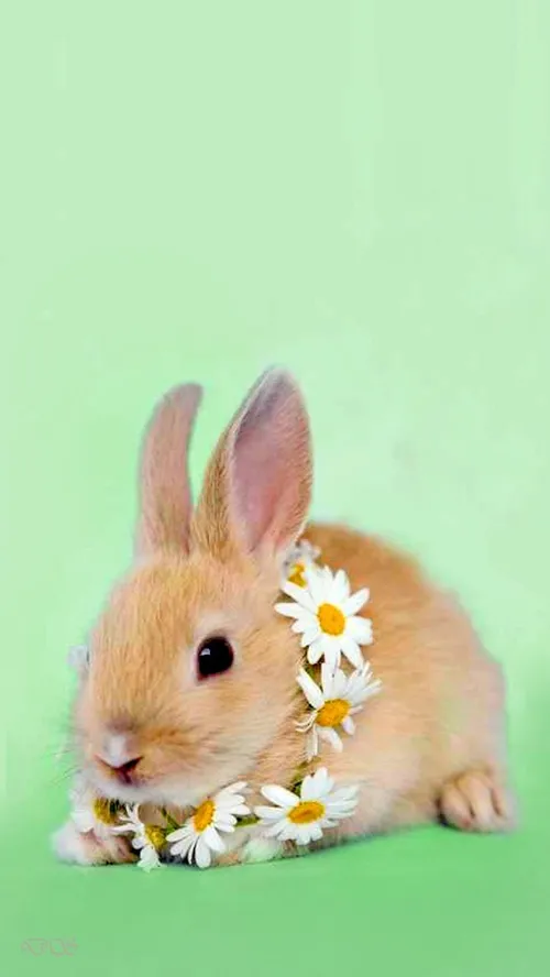 تام گووووودوووو 😄 😍 🐰