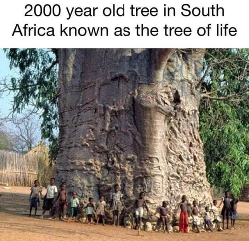 درختی ۲۰۰۰ ساله در آفریقای جنوبی که بومیان آن را درخت زند
