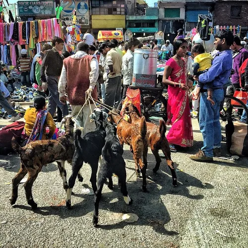 An Indian man pulls his livestock into a busy roadside ma