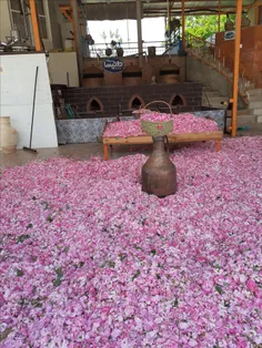 # #شیراز،میمند،گل و گلاب،گلاب گیری سنتی،