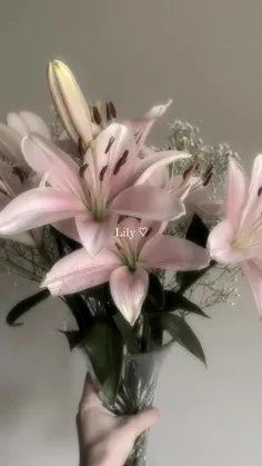 flowers>>>